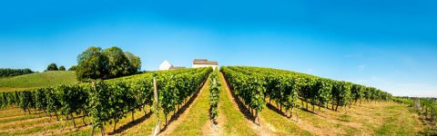 Wandelingen langs Limburgse wijngaarden