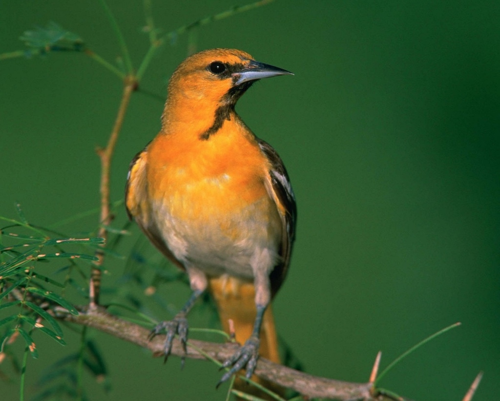 bullocks_oriole_bird_perched_nature_wildlife_songbird_branch_outdoors-718591.jpg!d (1024x821)