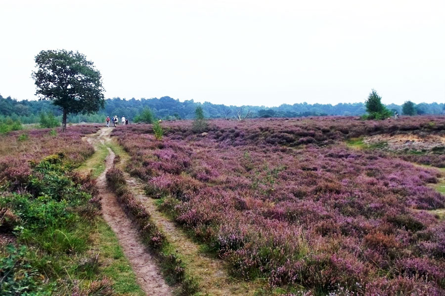 Heidevelden in Nederland; voor de mooiste wandelingen en foto's - Reisliefde