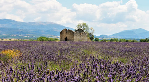 Waar vind je de mooiste Lavendelvelden in de Provence, en wanneer bloeien ze?